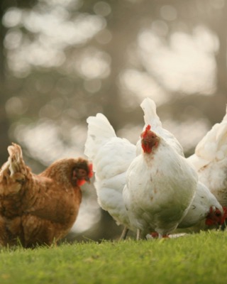 Chickens