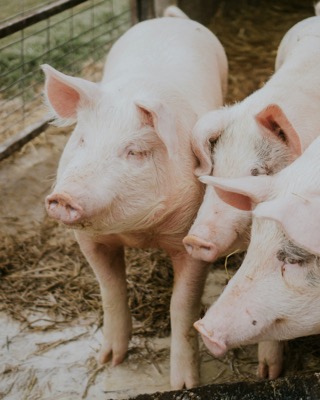 Piglets